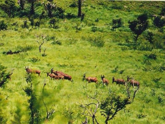 La Réserve de Faune d'Abokouamékro