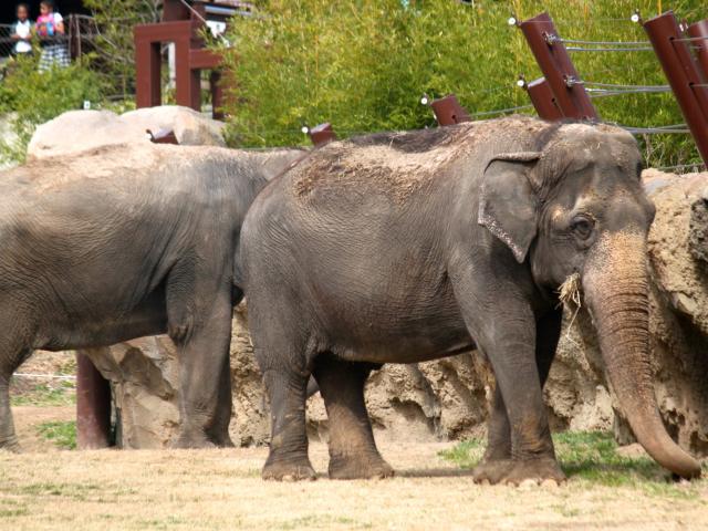 Le Zoo d’Abidjan